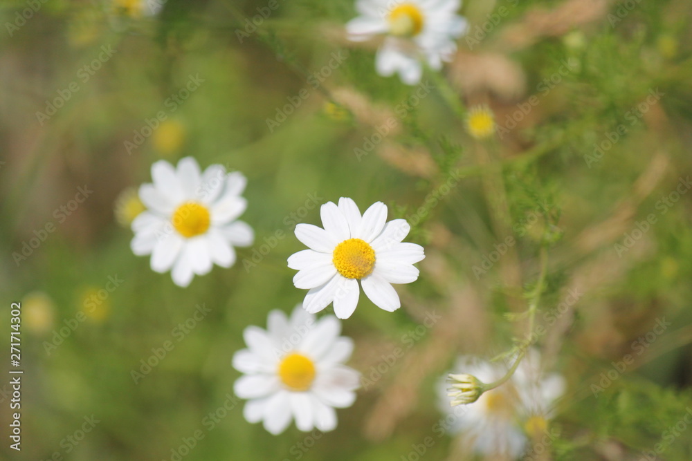 wild plant beautiful garden flowers/ summer flower background wild plant beautiful garden flowers/ summer flower background