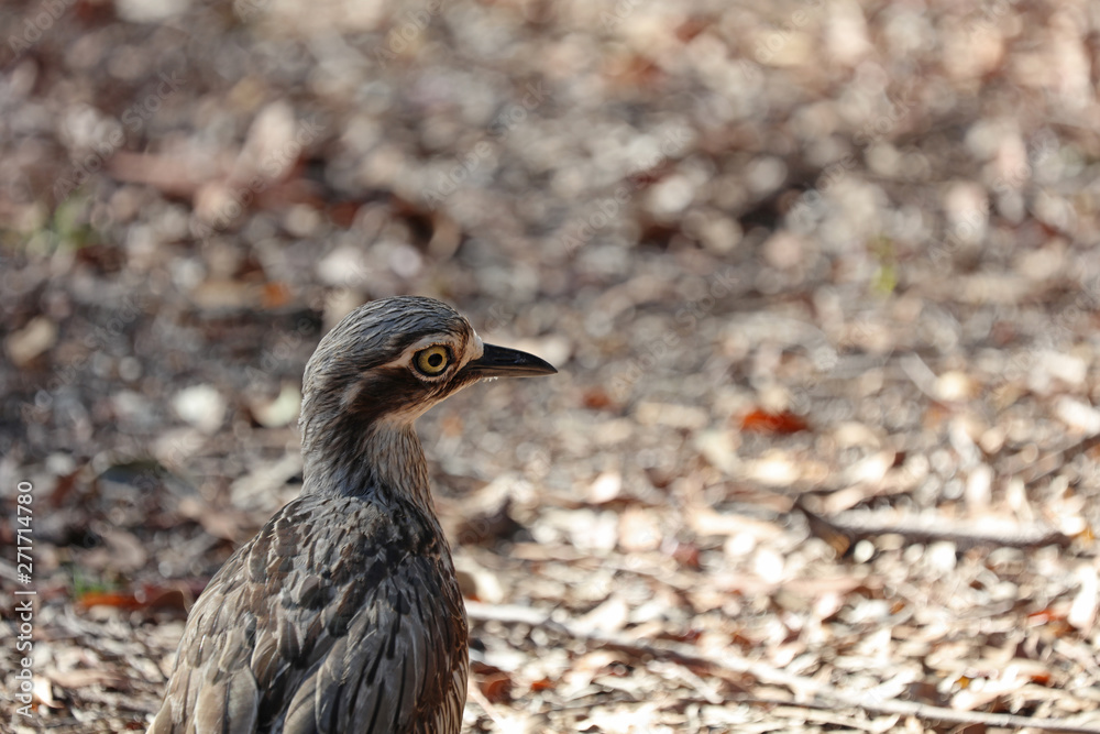 Bush Stone Curlew oder Bush thick knee Vogel Australien Bush Stone Curlew oder Bush thick knee Vogel Australien