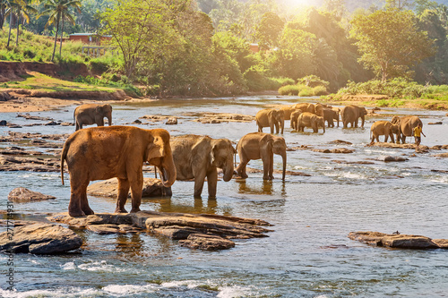 Beautiful elephant mother river outdoor leisure