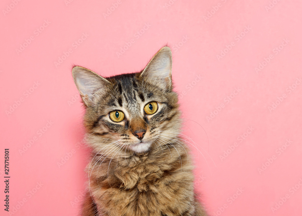 portrait of a curios long haired black and tan tabby cat with bright yellow eyes looking at viewer. Pink background with copy space