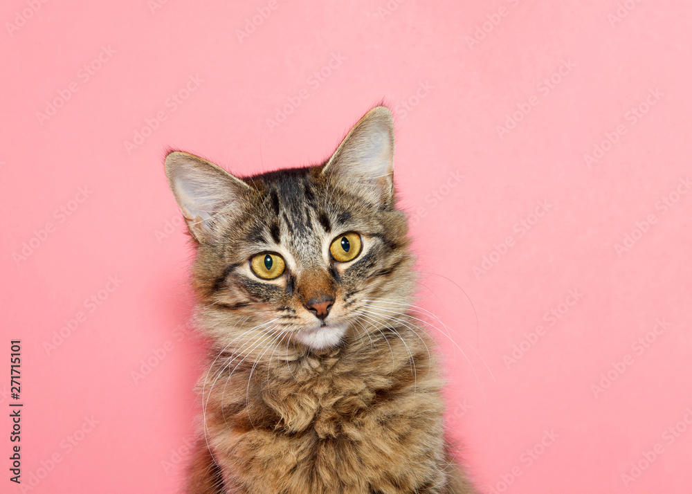 Φωτογραφία portrait of a curios long haired black and tan tabby cat with bright yellow eyes looking at viewer