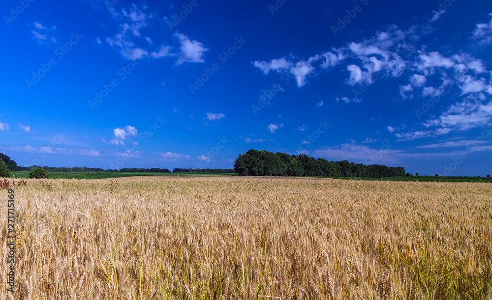 Agriculture Wheat crop field summer landscape countryside