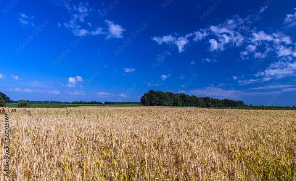 Agriculture Wheat crop field summer landscape countryside Agriculture Wheat crop field summer landscape countryside