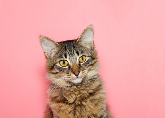 portrait of a curios long haired black and tan tabby cat with bright yellow eyes looking at viewer. Pink background with copy space