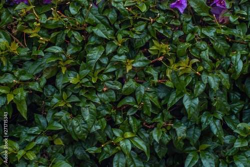 background of green leaves