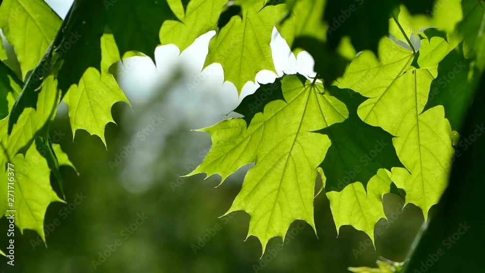 Green background with maple leaves. Spring and summer with green leaves. The sun's rays shine on the leaves of the tree. Green background with maple leaves. Spring and summer with green leaves. The sun's rays shine on the leaves of the tree.