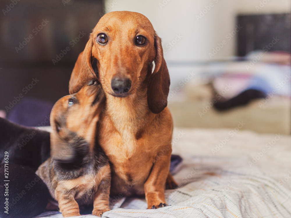Mother dachshund with its cub