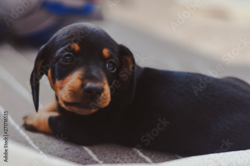 Portrait of baby dachshund © Vladimir