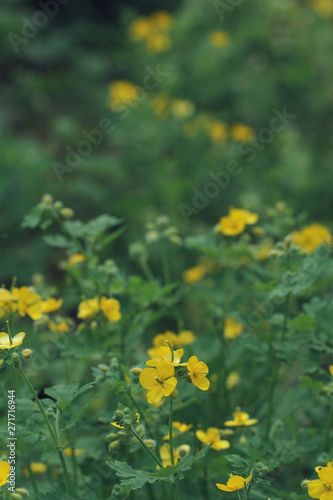 wild yellow flowers