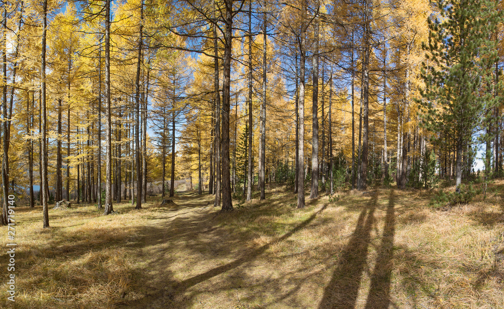 Beautiful Altai mountains in golden autumn Beautiful Altai mountains in golden autumn