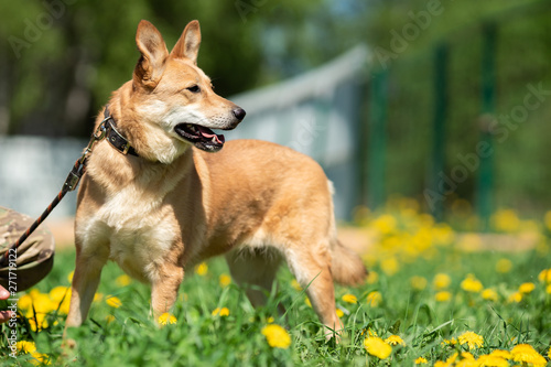 Fototapeta Naklejka Na Ścianę i Meble -  Photo of ginger small dog with its mouth open and sticking out tongue with leash around her neck sitting on green lawn with yellow flowers