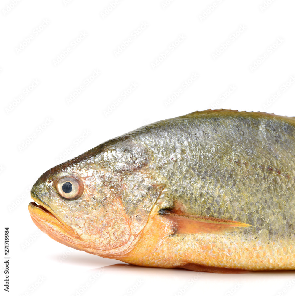 Yellow Croaker Fish On White background Yellow Croaker Fish On White background