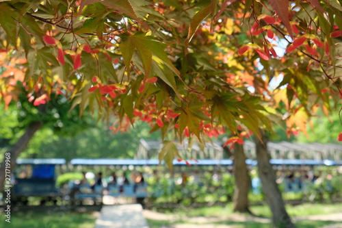 Red maple leaves in foreground and a blue train with tourists in the background in Nami Island, Korea