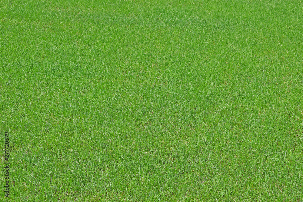 Naklejka Green grass texture. Fresh spring background. Lawn, meadow or field.
