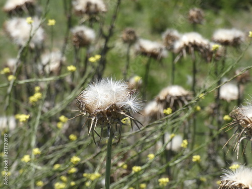 Flores de cardo en primavera  preparada para diseminar sus semillas y reproducirse