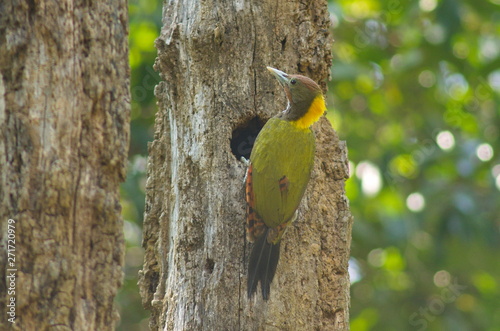 Greater-Yellownaped Woodpecker. photo