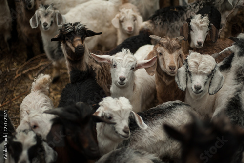 Fototapeta Naklejka Na Ścianę i Meble -  herd of cute goats