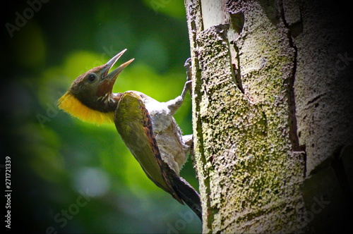 Greater-Yellownaped Woodpecker. photo