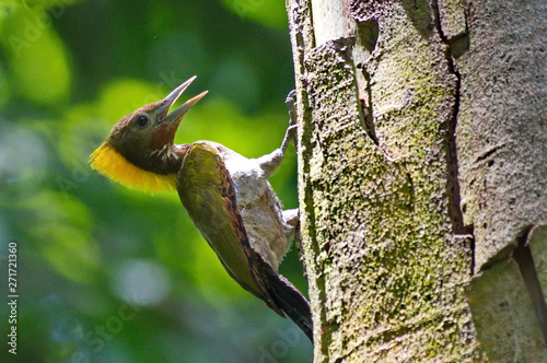 Greater-Yellownaped Woodpecker.