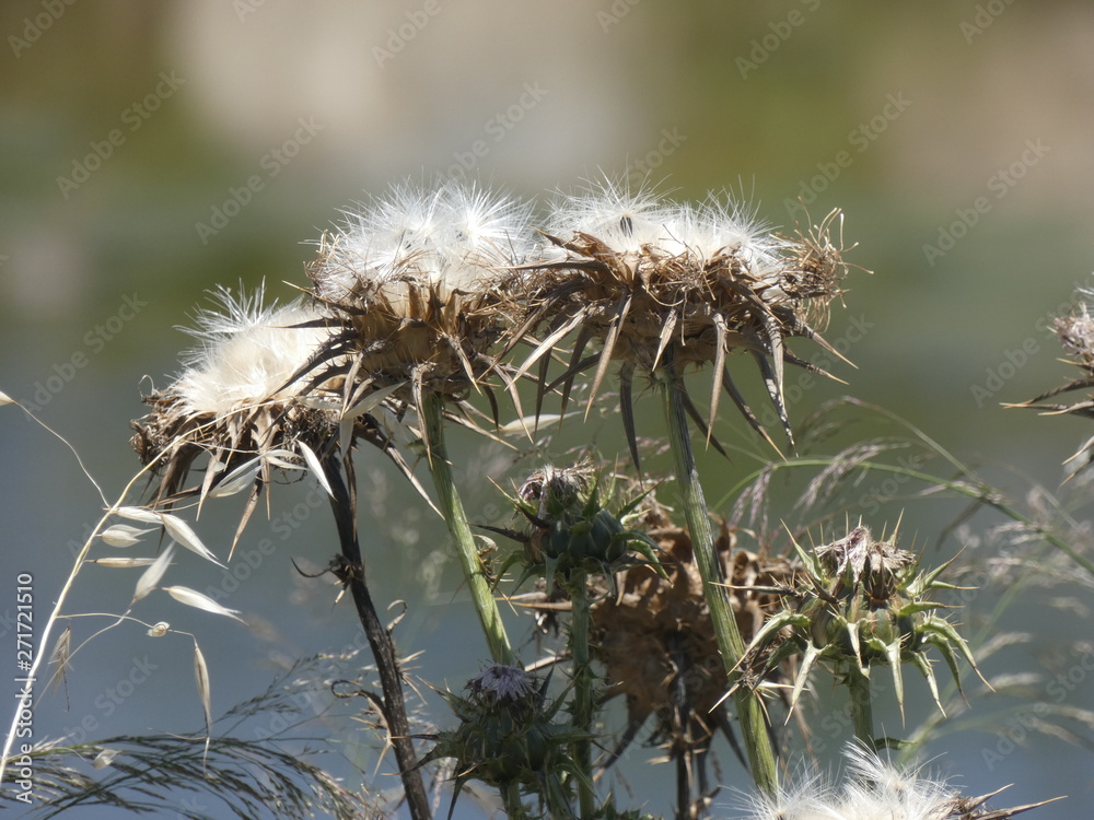 Flores de cardo en primavera, preparada para diseminar sus semillas y reproducirse Flores de cardo en primavera, preparada para diseminar sus semillas y reproducirse