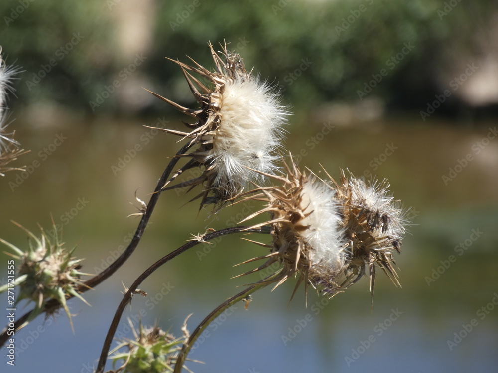 Flores de cardo en primavera, preparada para diseminar sus semillas y reproducirse Flores de cardo en primavera, preparada para diseminar sus semillas y reproducirse