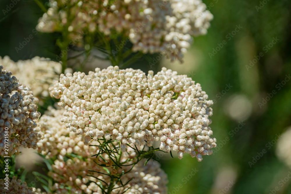 Close up shot of cute white rice flower blossom Close up shot of cute white rice flower blossom