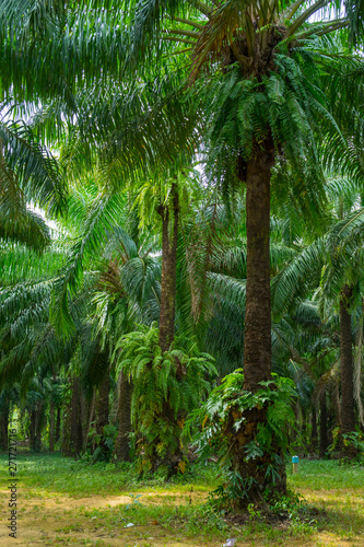 Oil palms in an oil palm plantation