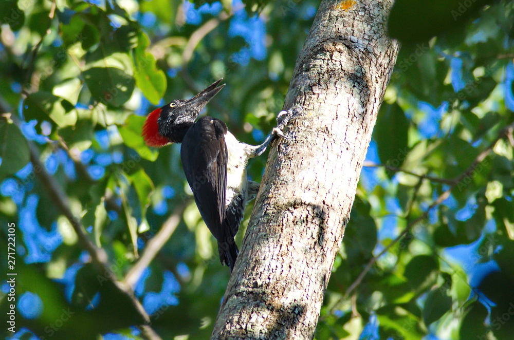 White-bellied woodpecker