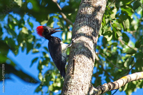 White-bellied woodpecker
