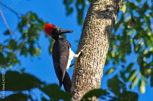 White-bellied woodpecker