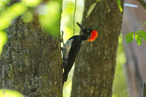 White-bellied woodpecker