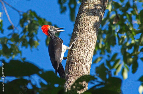 White-bellied woodpecker