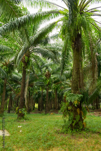 Oil palms in an oil palm plantation