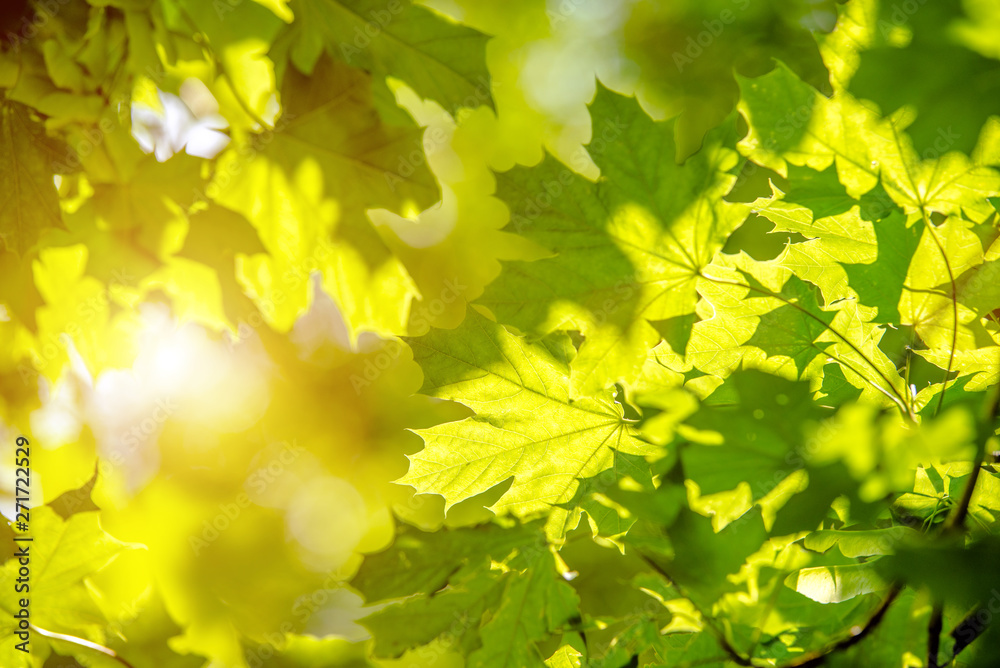Green nature background with maple leaves Green nature background with maple leaves