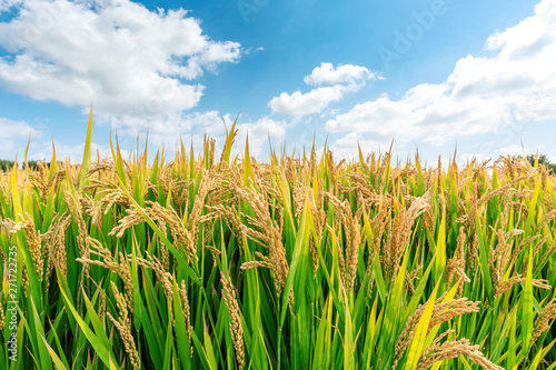 Canvas Print Ripe rice field and sky landscape on the farm