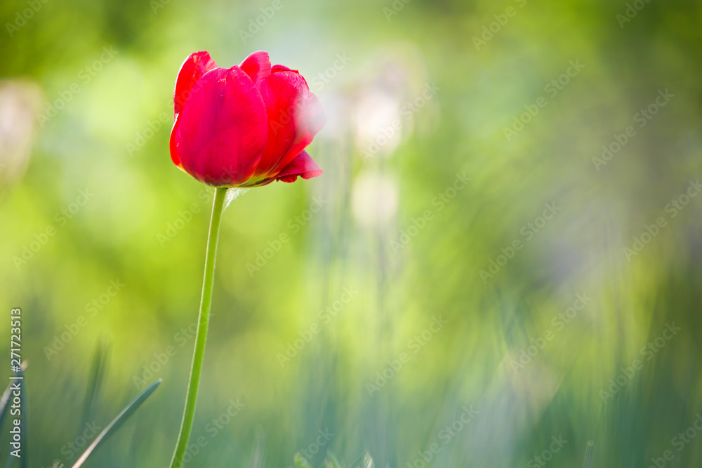Obraz premium Bright pink red tulip flower blooming on high stem on blurred green copy space background. Beauty and harmony of nature concept.
