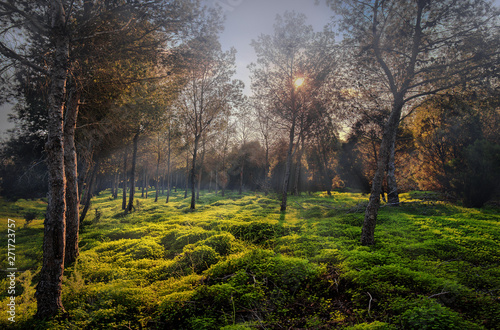 A green forest floor on the coast in Spain in the region of Murcia. The sunrays illuminate the ground in the backlight and create an idyllic mood.