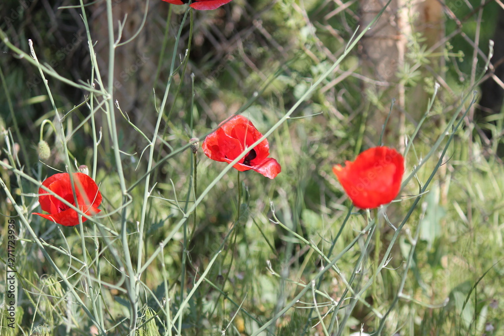 Naklejka premium Beautiful field of red poppies in the sunset light.