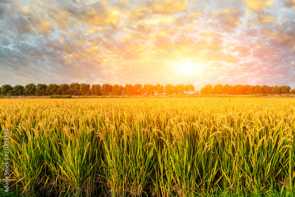 Ripe rice field and sky background at sunset time with sun rays Ripe rice field and sky background at sunset time with sun rays