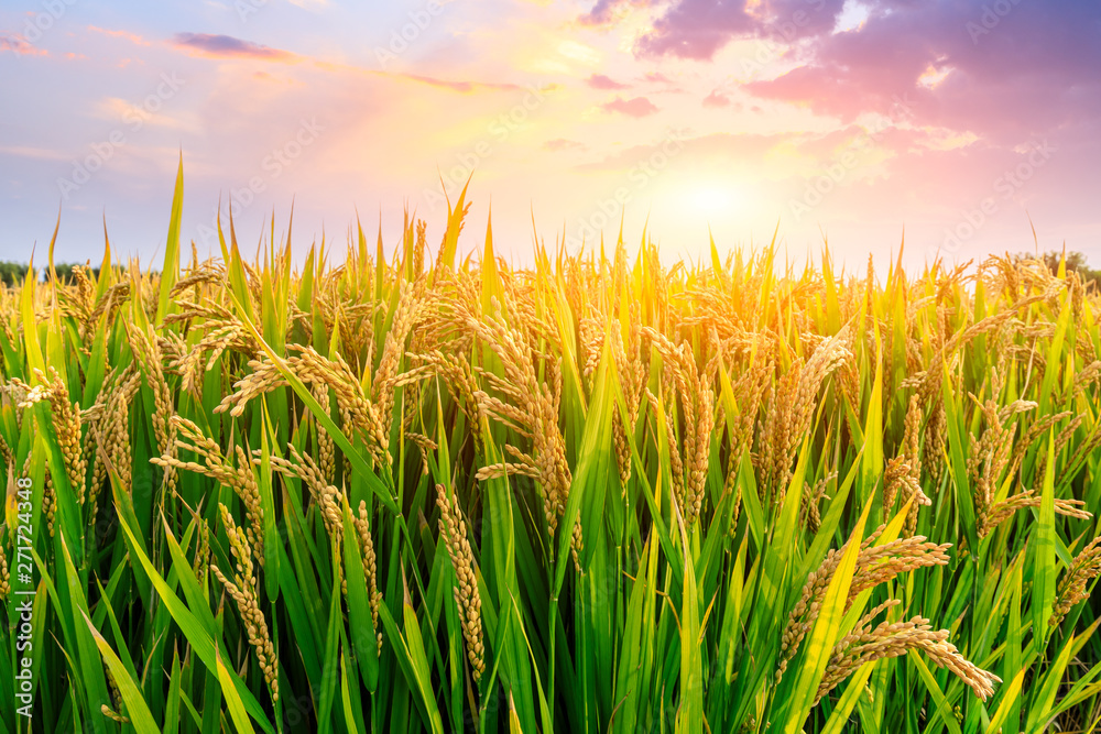 Obraz premium Ripe rice field and sky background at sunset time with sun rays