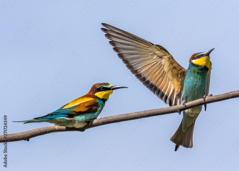 Golden bee-eaters.