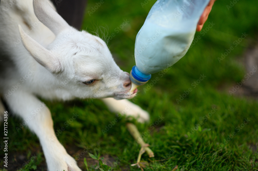 Obraz premium little goat in the hands of a veterinarian to feed in outdoor. animal care. 