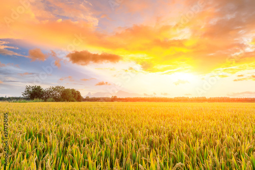 Ripe rice field and sky background at sunset time with sun rays
