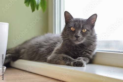 Gray cat Nebelung cat is lying on the windowsill at home.