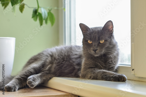 Fototapeta Naklejka Na Ścianę i Meble -  Gray cat Nebelung cat is lying on the windowsill at home.