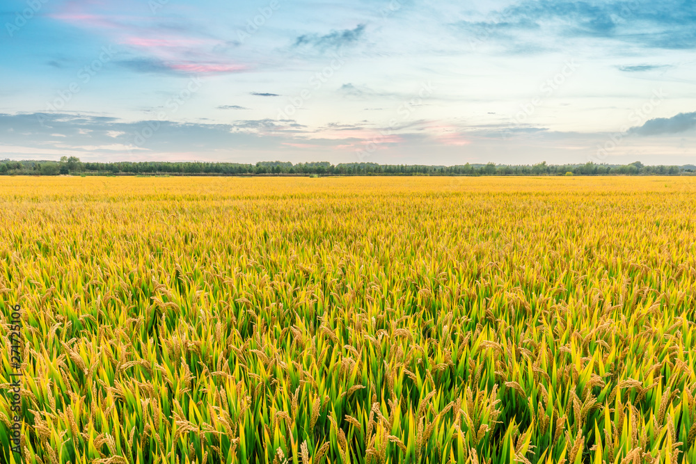 Ripe rice field and sky background at sunset time with sun rays Ripe rice field and sky background at sunset time with sun rays
