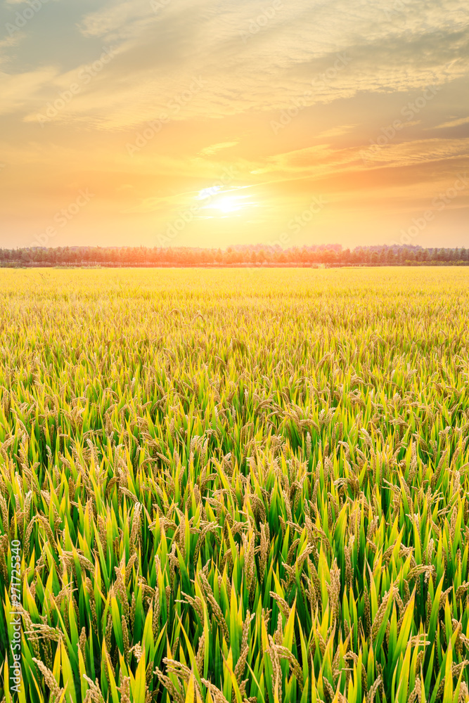 Ripe rice field and sky background at sunset time with sun rays Stock Photo  | Adobe Stock