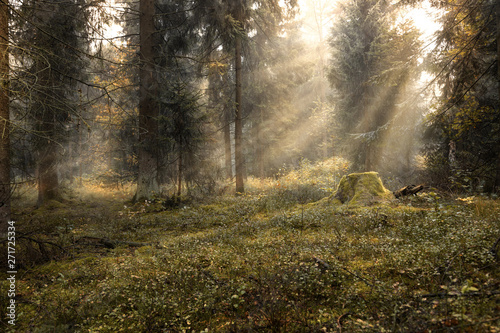 Sonnenstrahlen im Wald photo