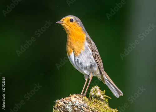 Robin