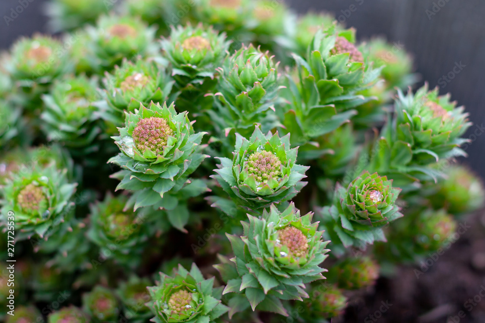 Green stems of Rhodiola rosea in the spring, covered with rain drops, closeup. Green stems of Rhodiola rosea in the spring, covered with rain drops, closeup.